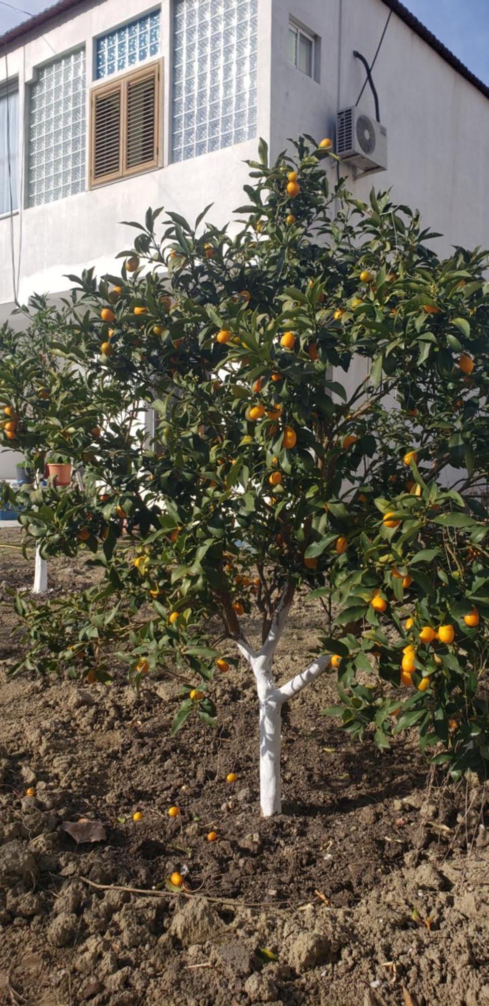 Apartamento Pomegranates & Olives Durrës
